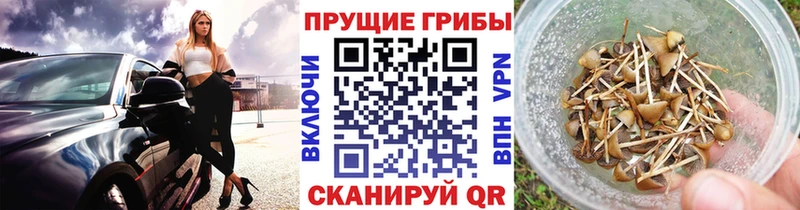 кракен рабочий сайт  Наро-Фоминск  Псилоцибиновые грибы Psilocybe 